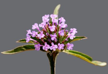 Дары Сибири: зизифора